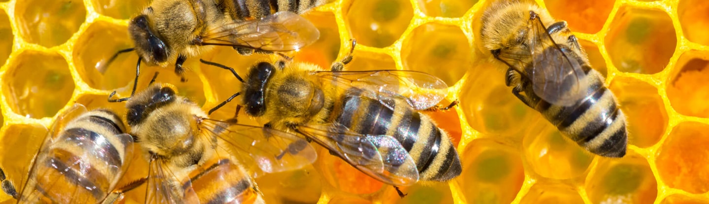 Bees